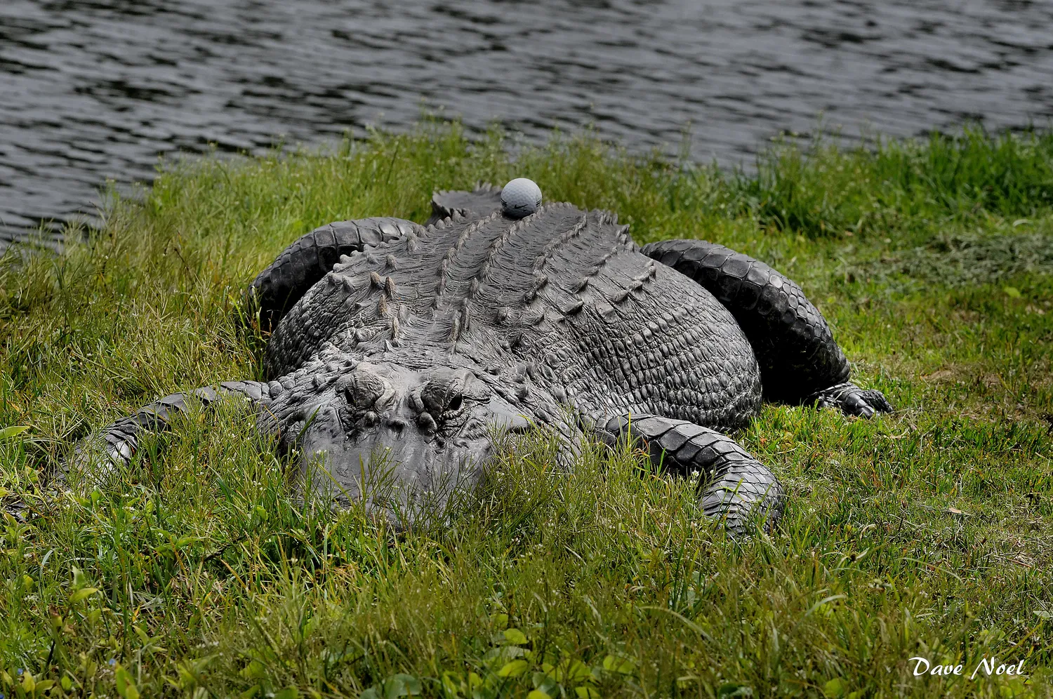 Alligator with a golf ball
