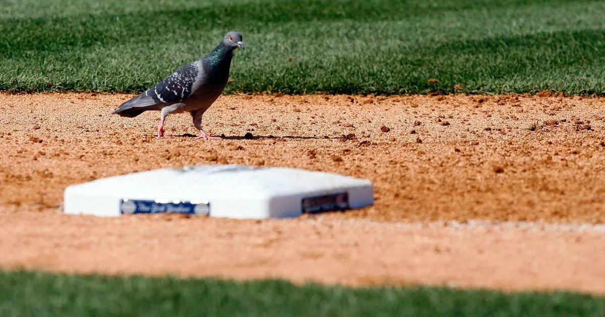 Pigeon with a baseball