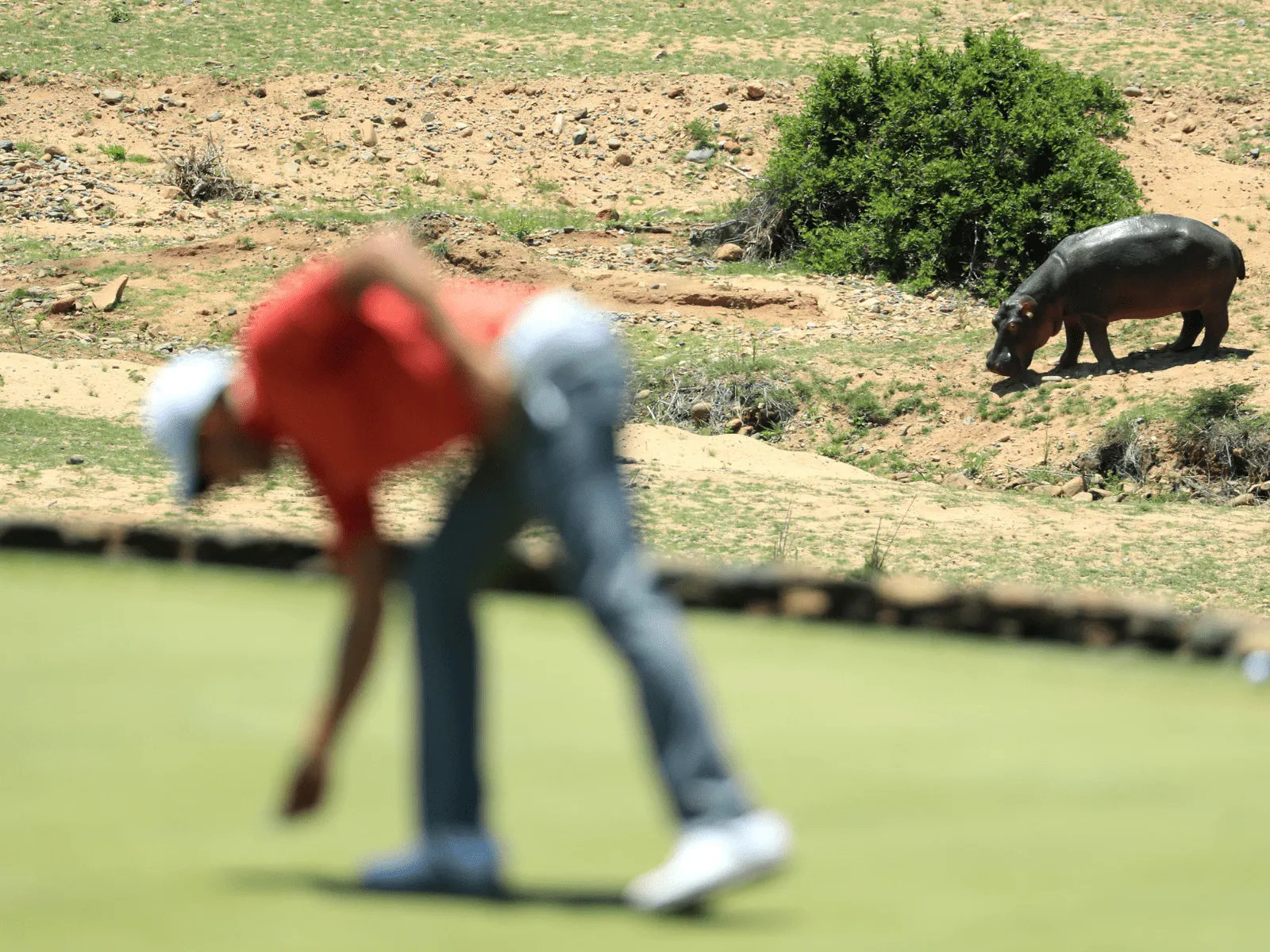 Wildlife coexisting alongside golfers on the course
