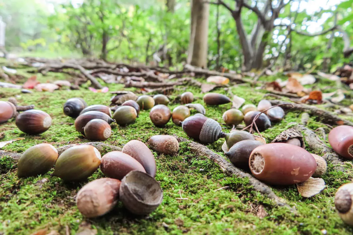 Lots of acorns on the forest floor