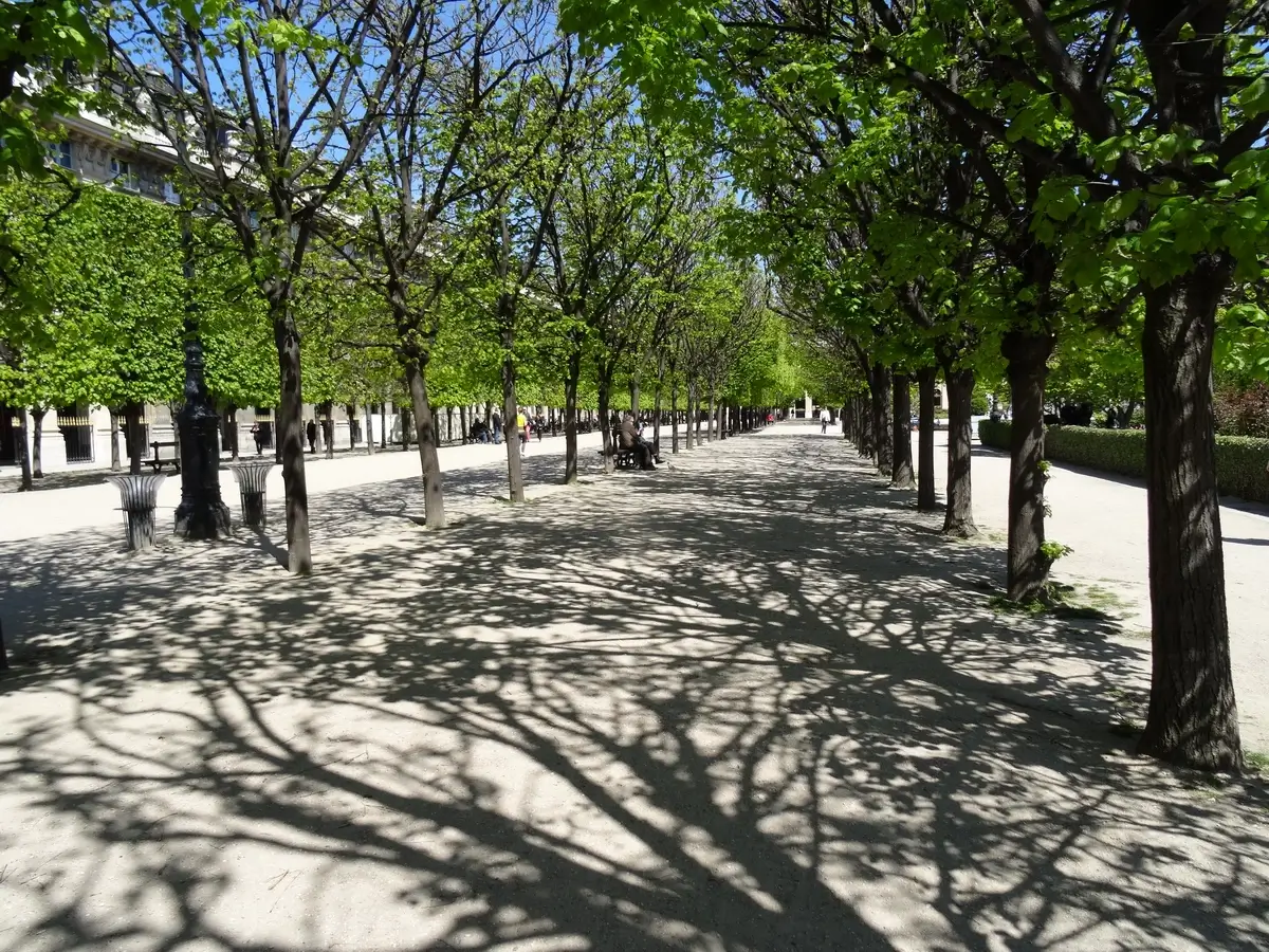 Paris trees