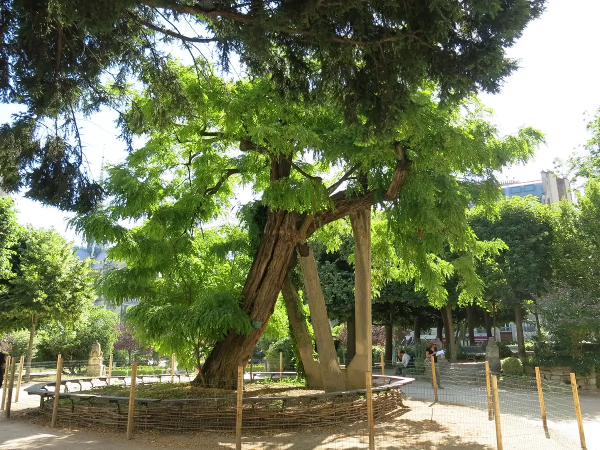 The Oldest Tree in Paris