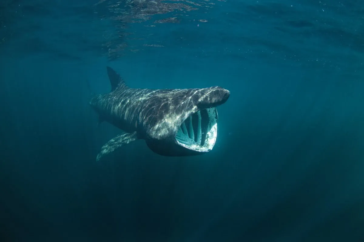 A majestic basking shark, leisurely swimming with its enormous mouth wide open