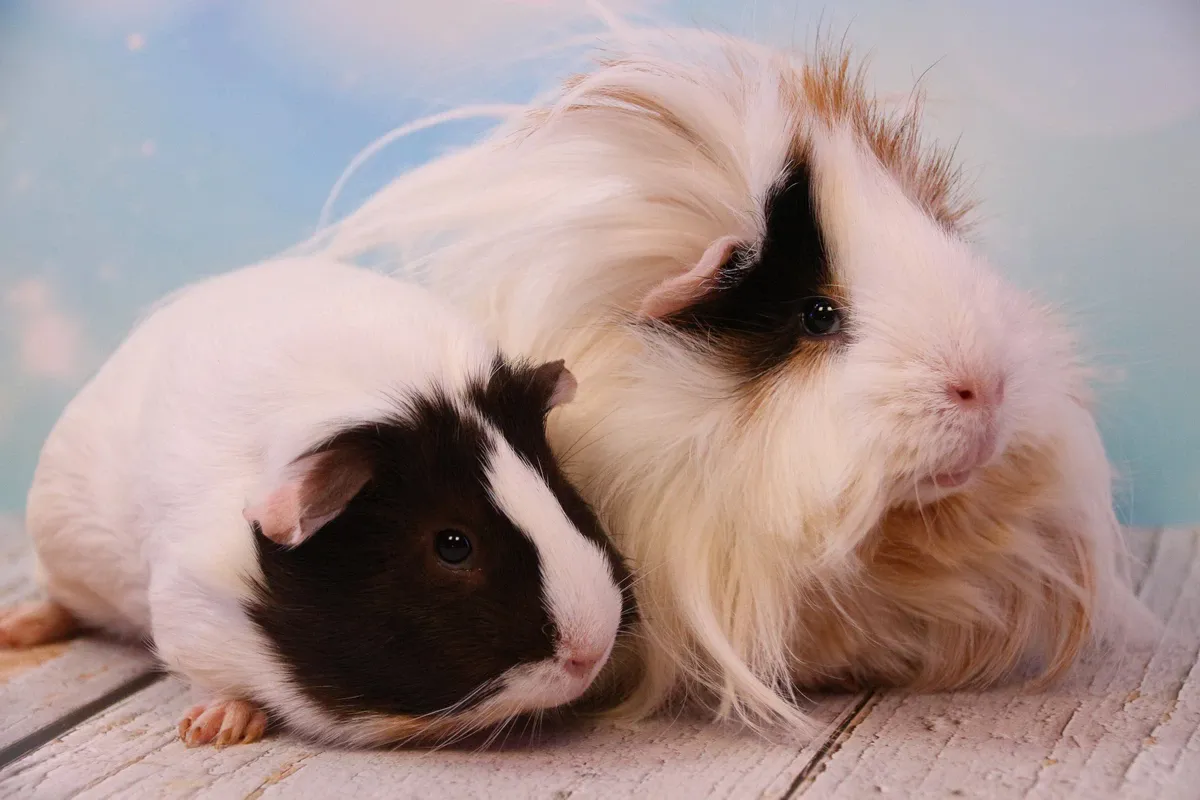 Big and small guinea pigs