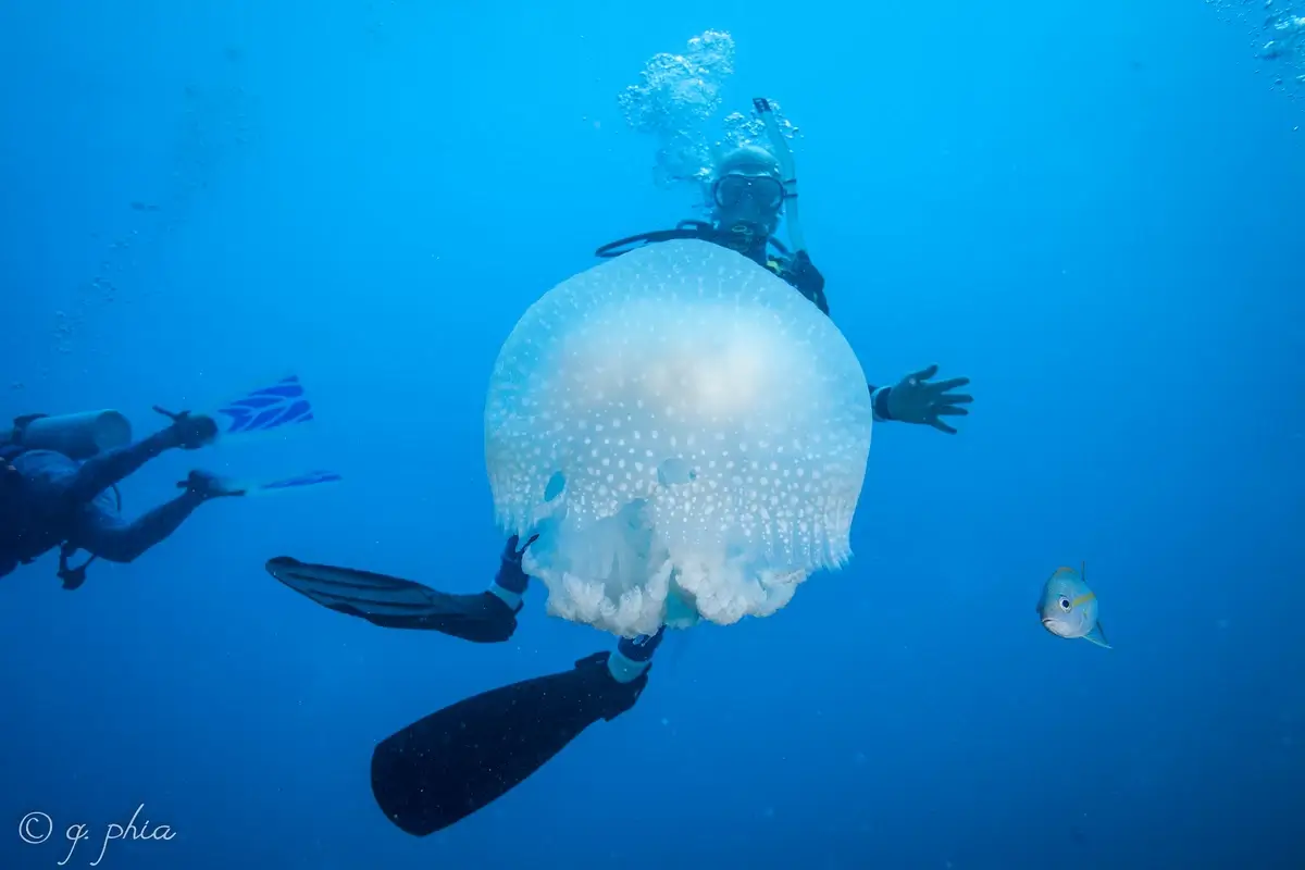 A diver near a huge jellyfish
