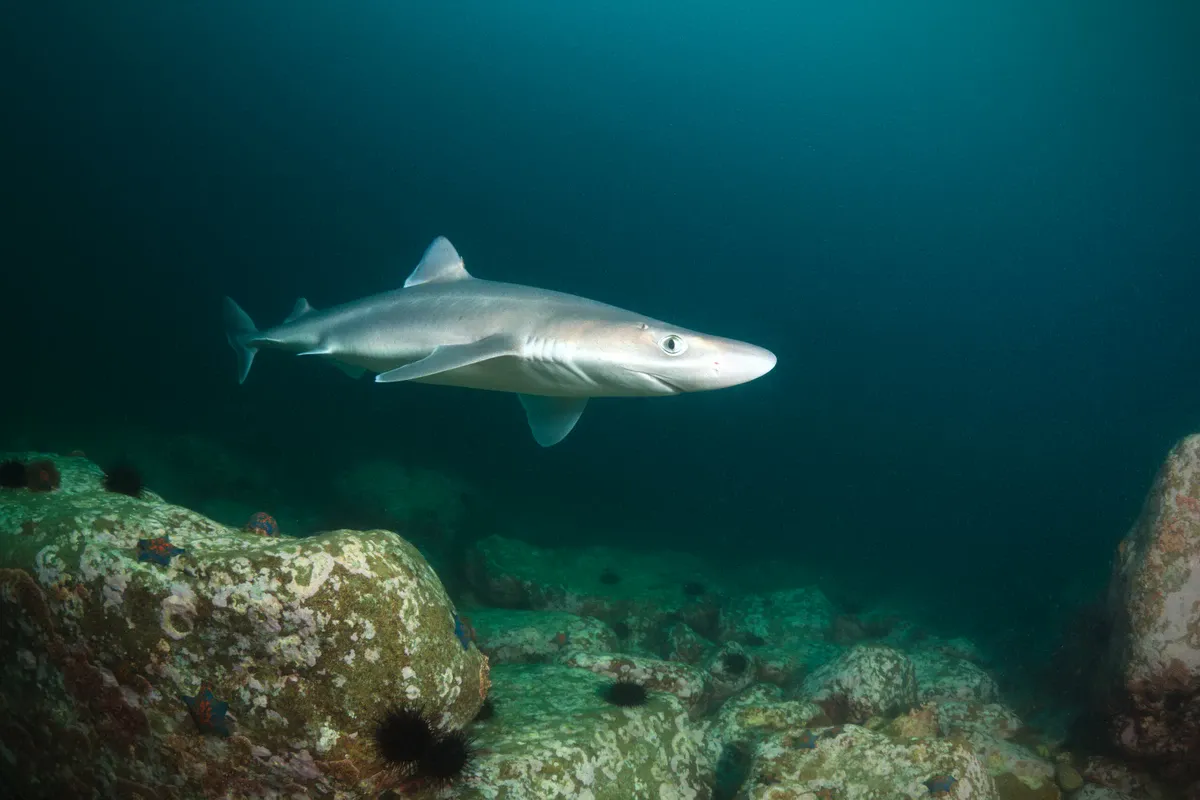 Dogfish shark