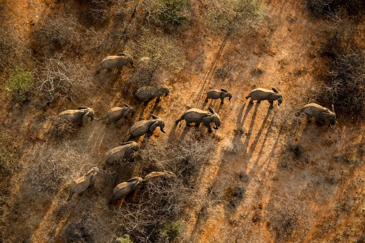 Drone capturing footage of a elephants