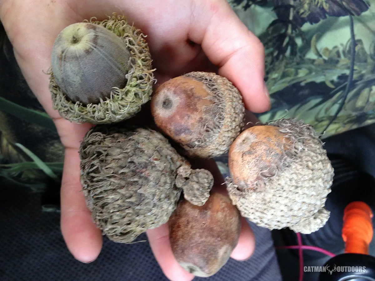 Enormous acorns of a bur oak