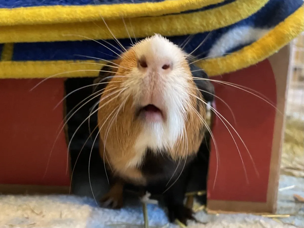 Guinea pig's whiskers