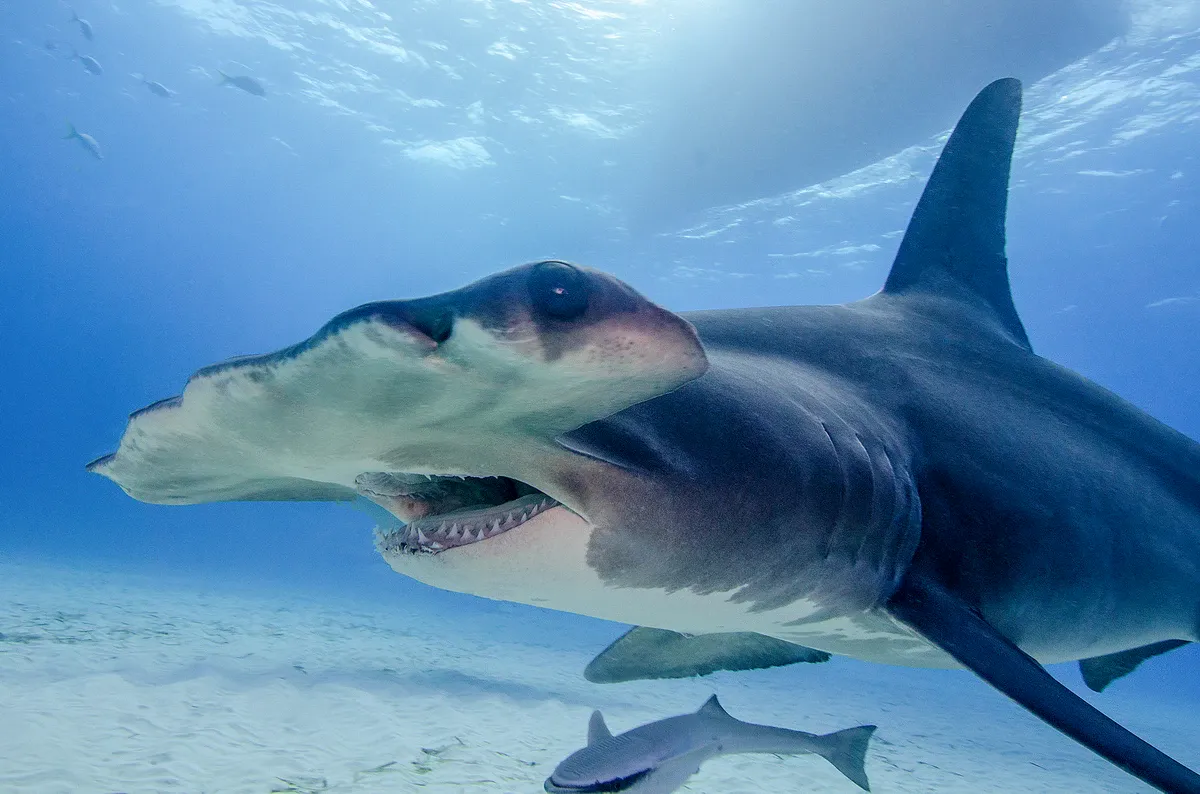 A close-up of a hammerhead shark