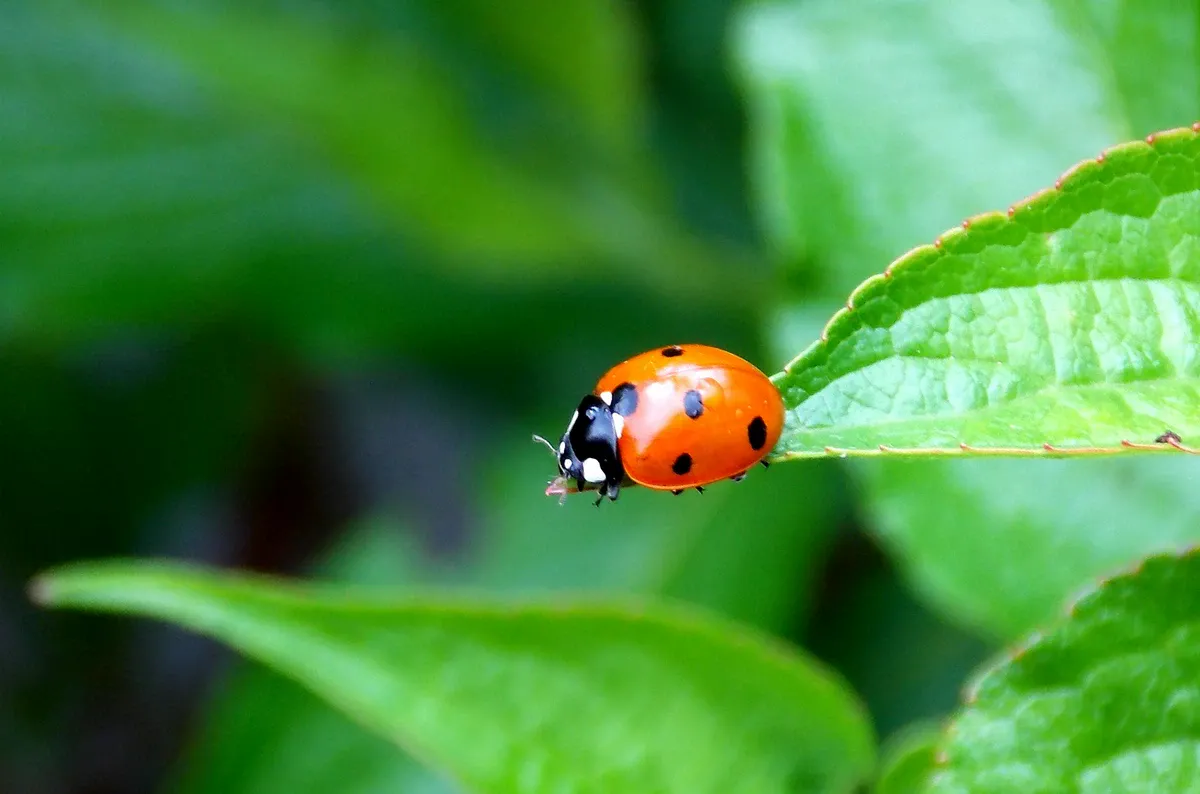 Ladybug crawling on a leaf