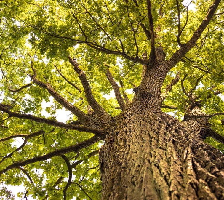 Oak Tree Fun Facts