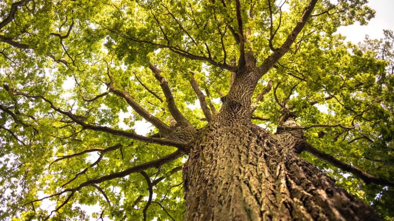 30 Fun Facts About Oak Trees: Branching Into Trivia | iFunFact