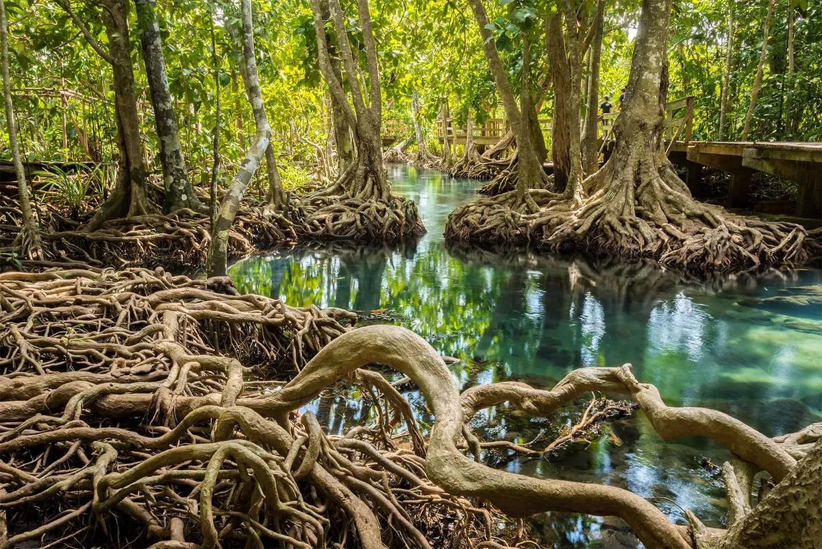 Roots mangrove trees