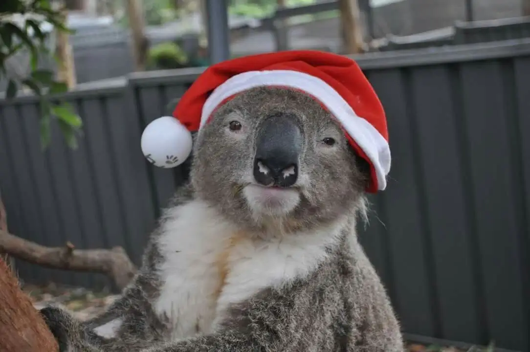Australia koala wearing a red Santa hat