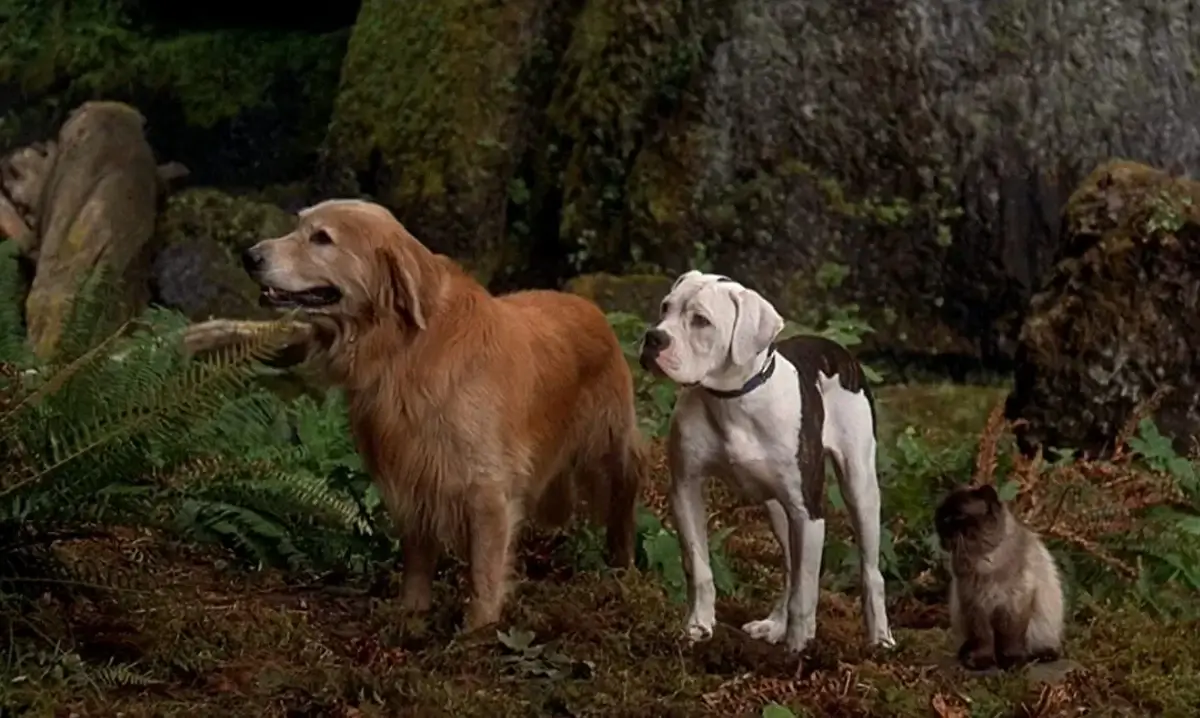 Chance, Sassy, and Shadow (Homeward Bound: The Incredible Journey)