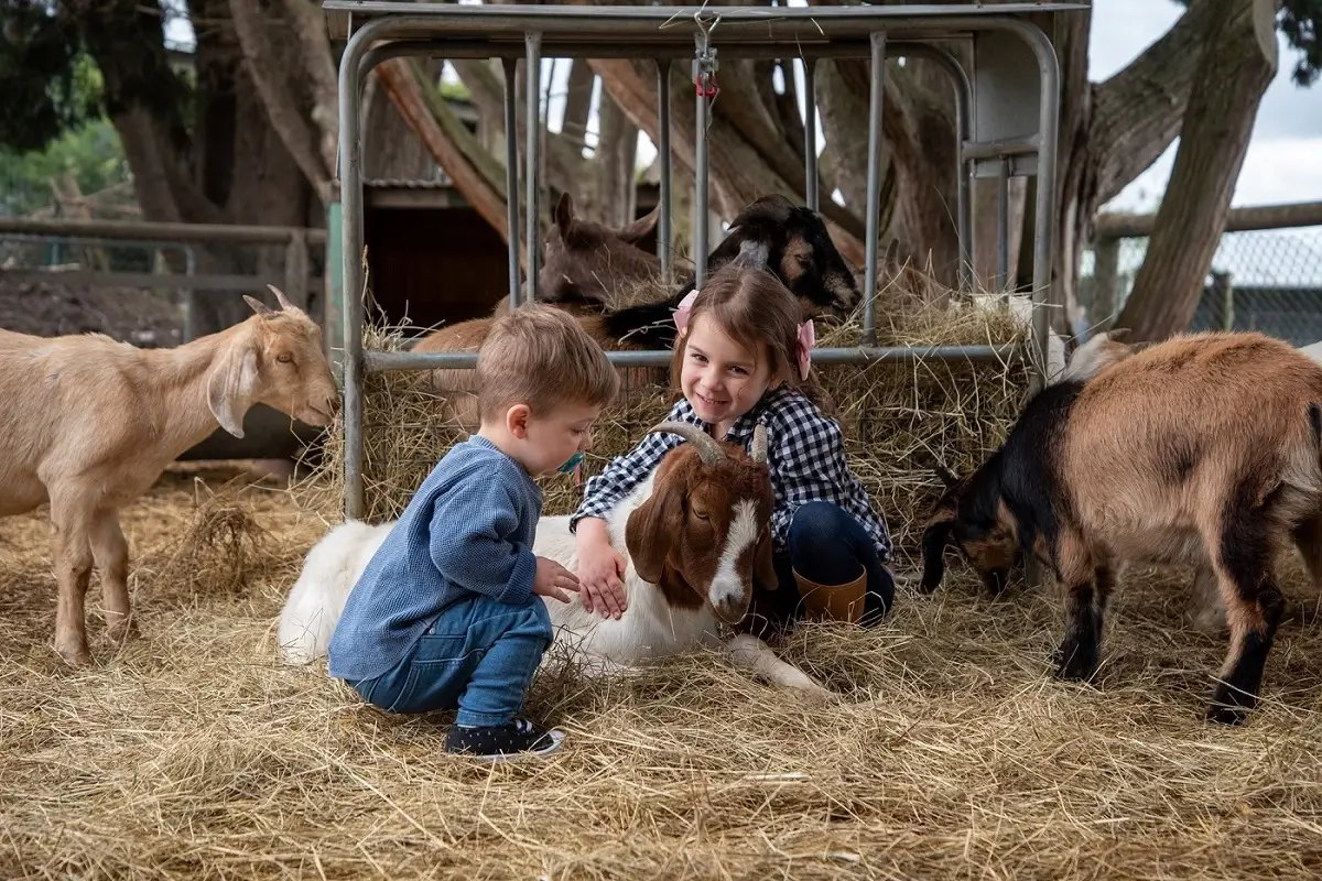 Children interacting with farm animals