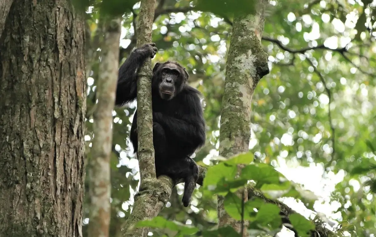 Chimpanzee on a tree, Nyungwe Forest, Rwanda