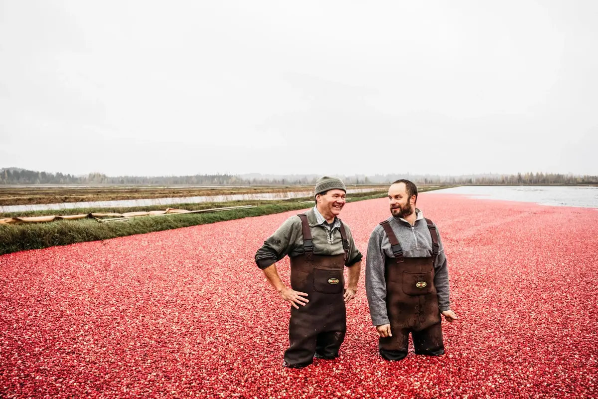 Cranberry bogs in Wisconsin during harvest season