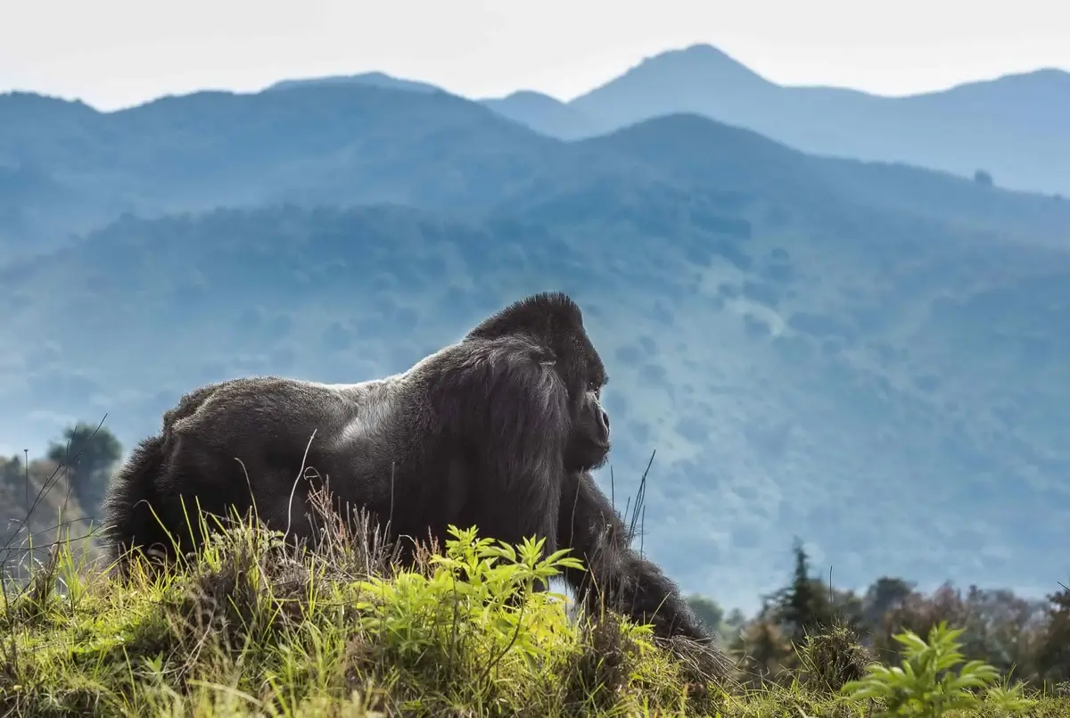 Gorilla closeup in Rwanda