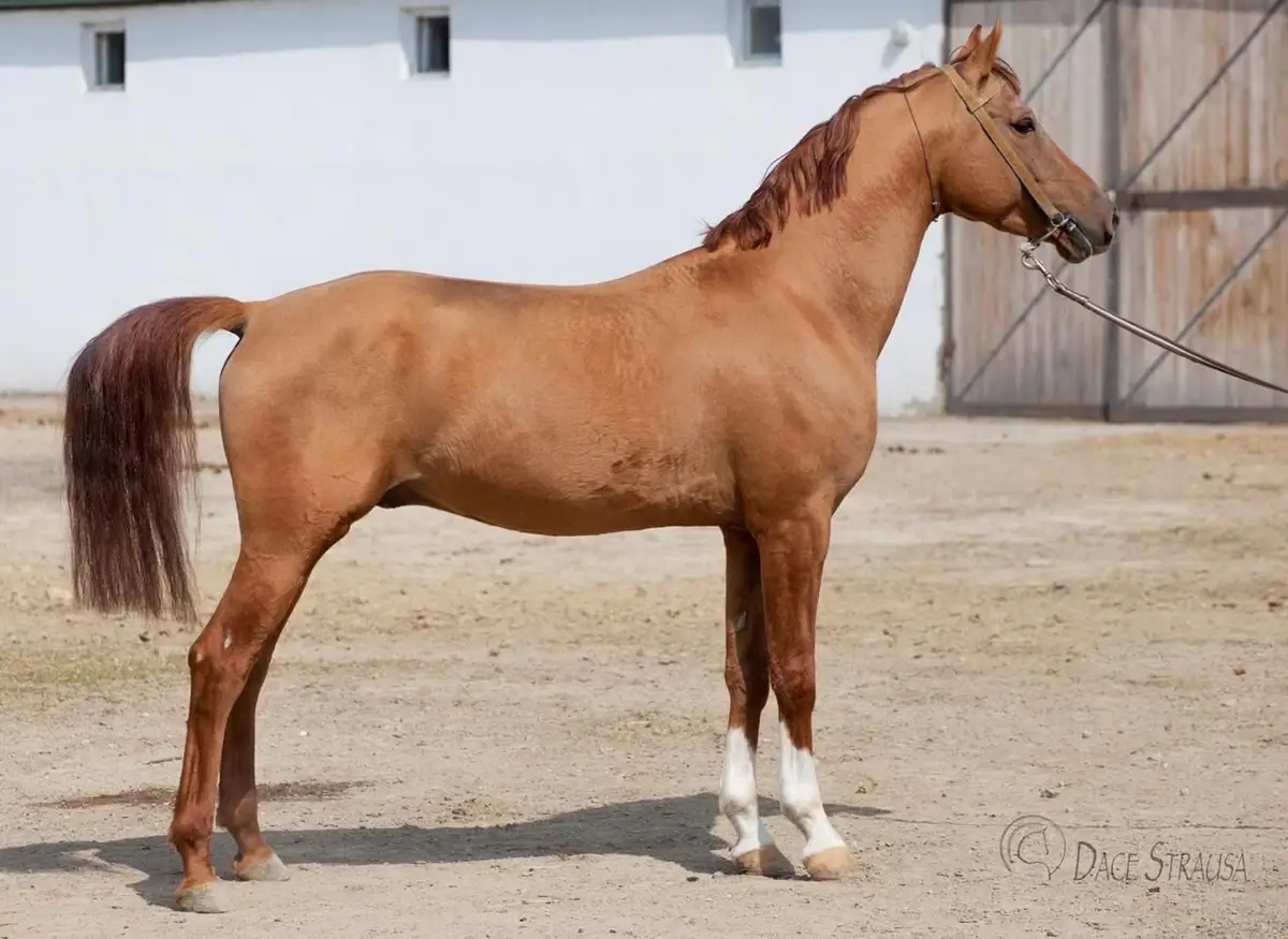 Karabakh horse