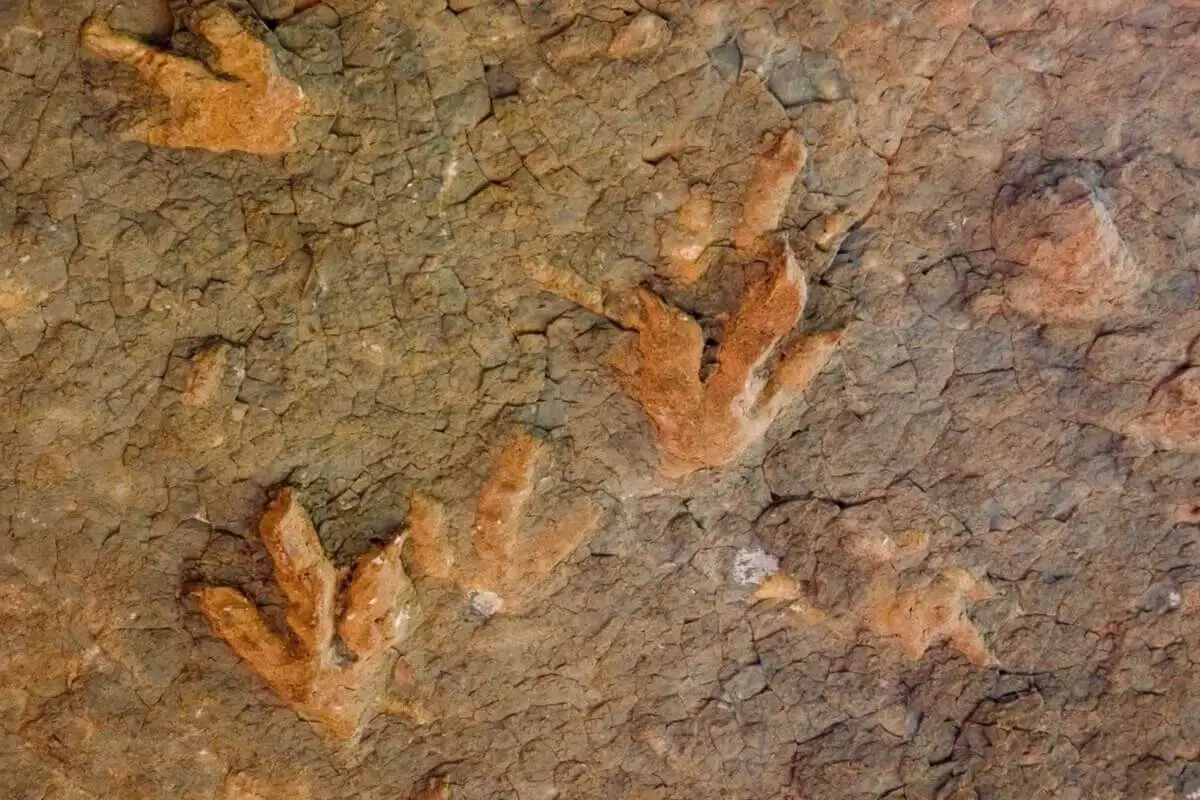 Lesotho dinosaur footprints