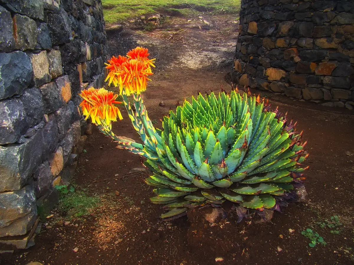 Spiral Aloe, Lesotho