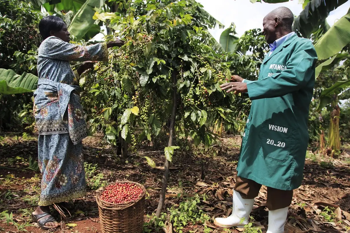 Coffee plantation in Rwanda