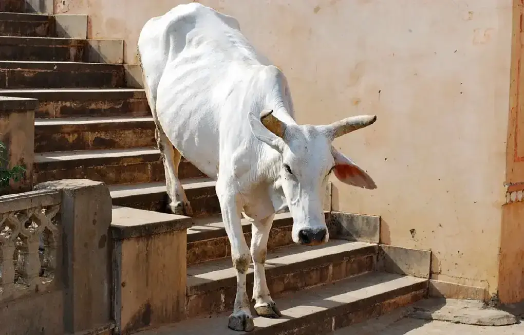 Cow on stairs