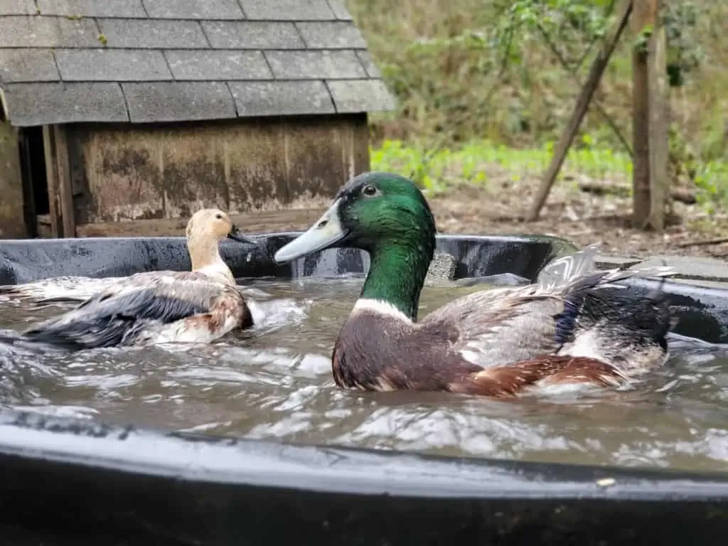 Duck swimming on farm