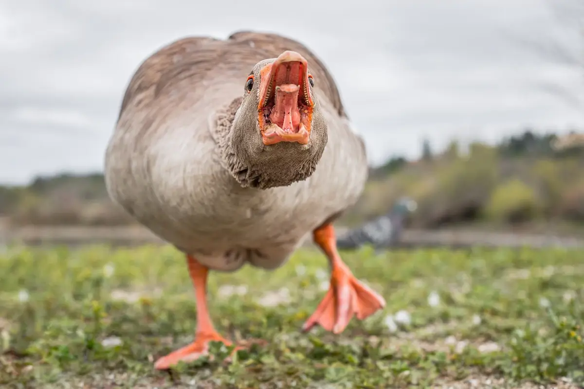 Goose mouth