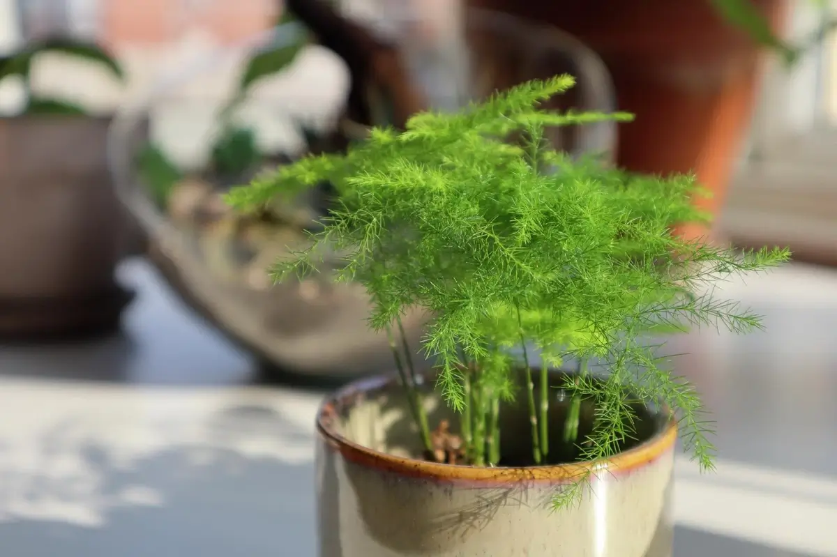 A detailed shot of the Asparagus fern