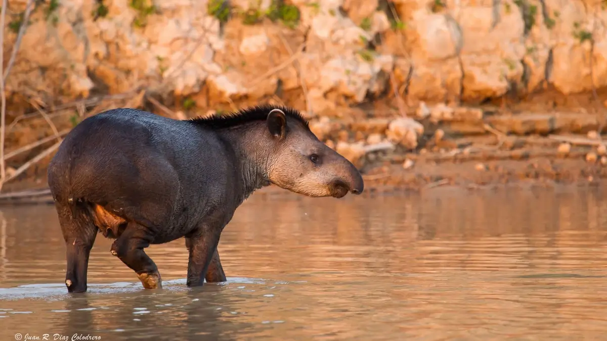 Belizean tapir