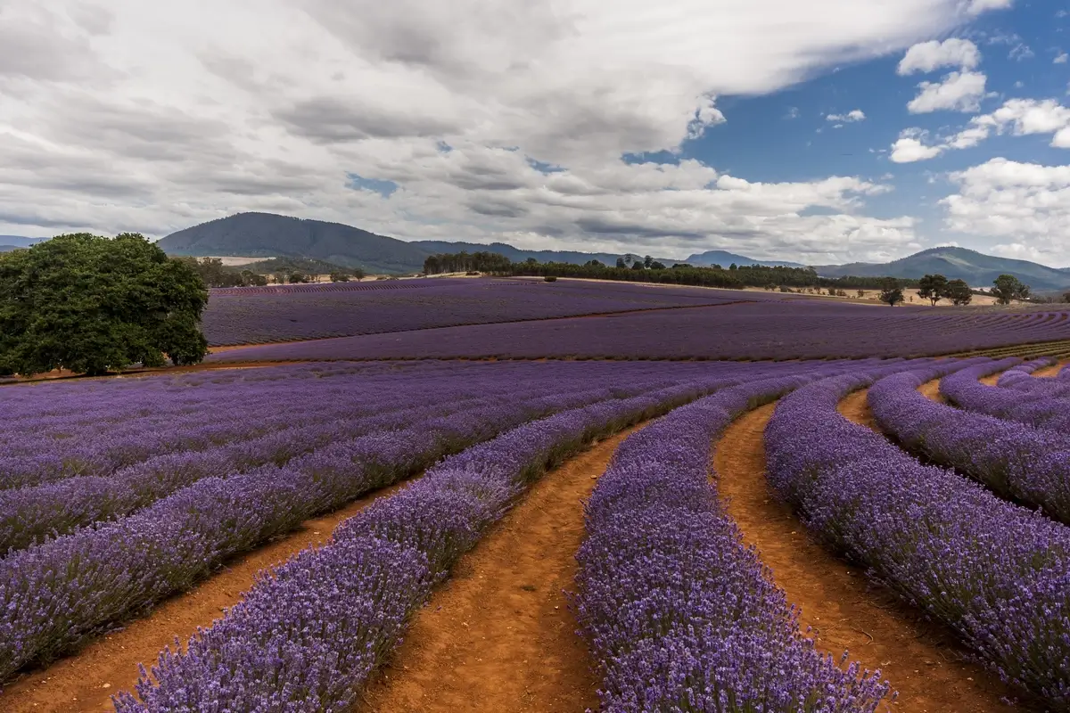 Bridestowe Lavender Fields, Tasmania