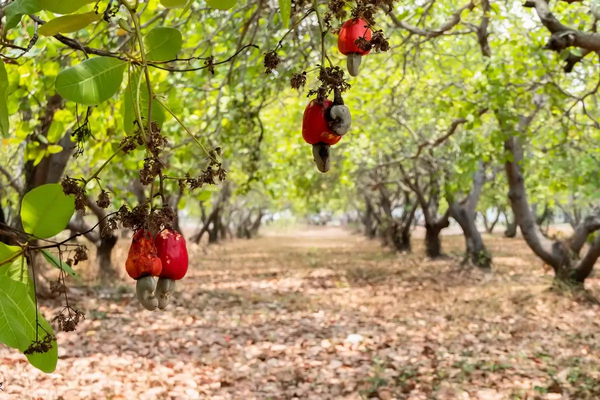 Cashew orchards in Kerala
