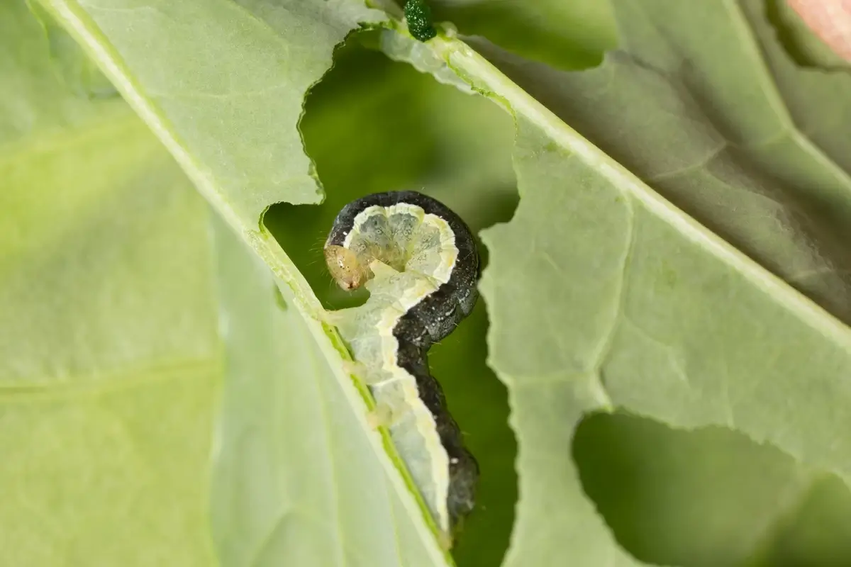 Cabbage moth (Mamestra brassicae) caterpillar