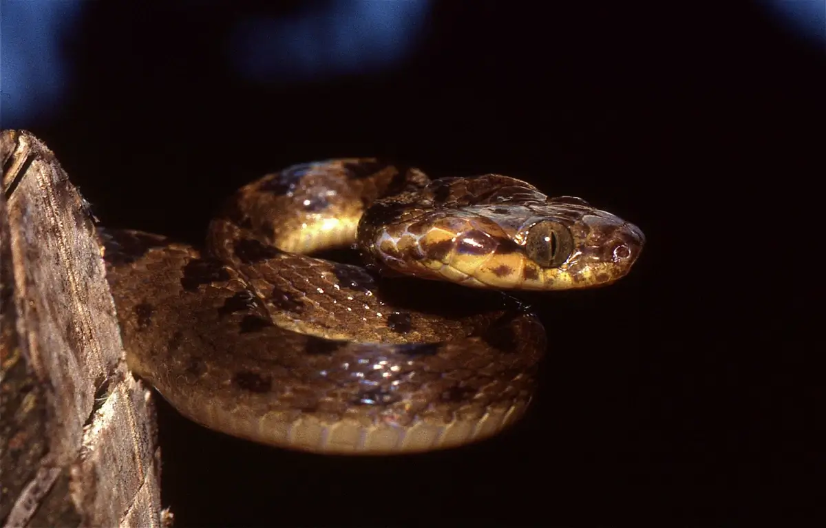 Northern cat-eyed snake (Leptodeira septentrionalis)