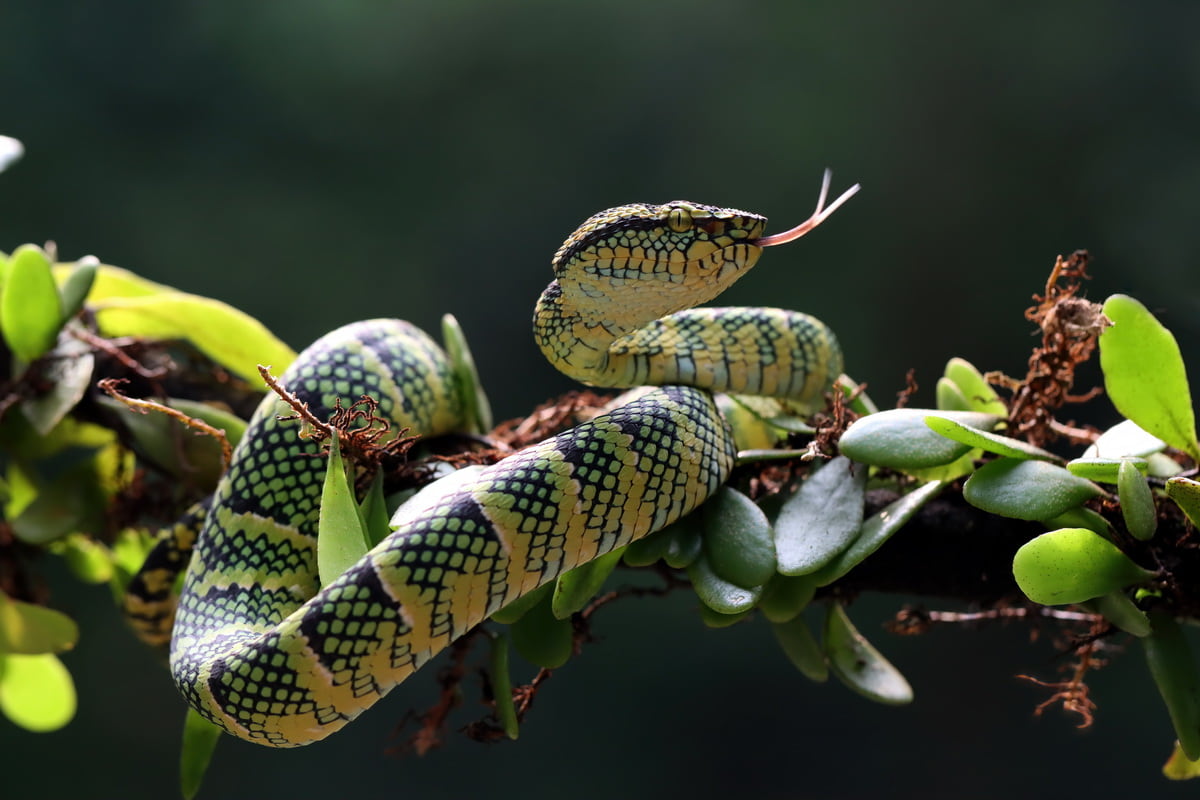 Rainforest snakes fun facts