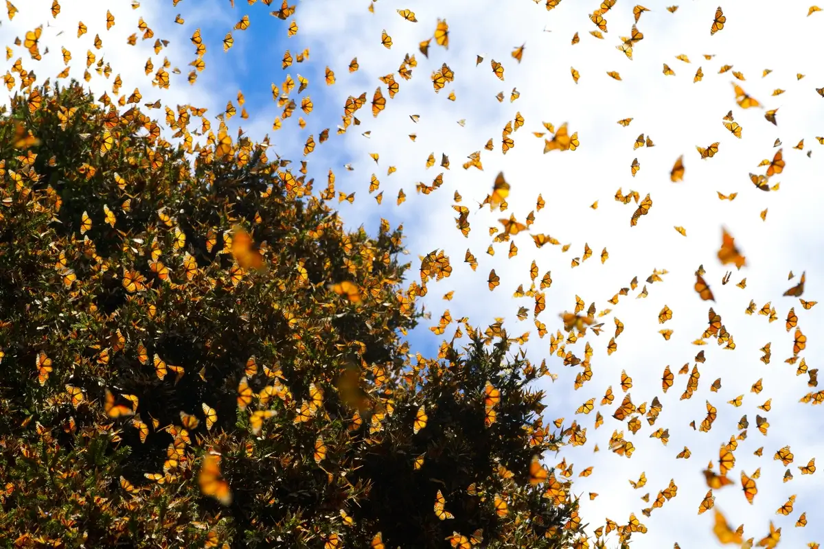 Swarms of monarch butterflies