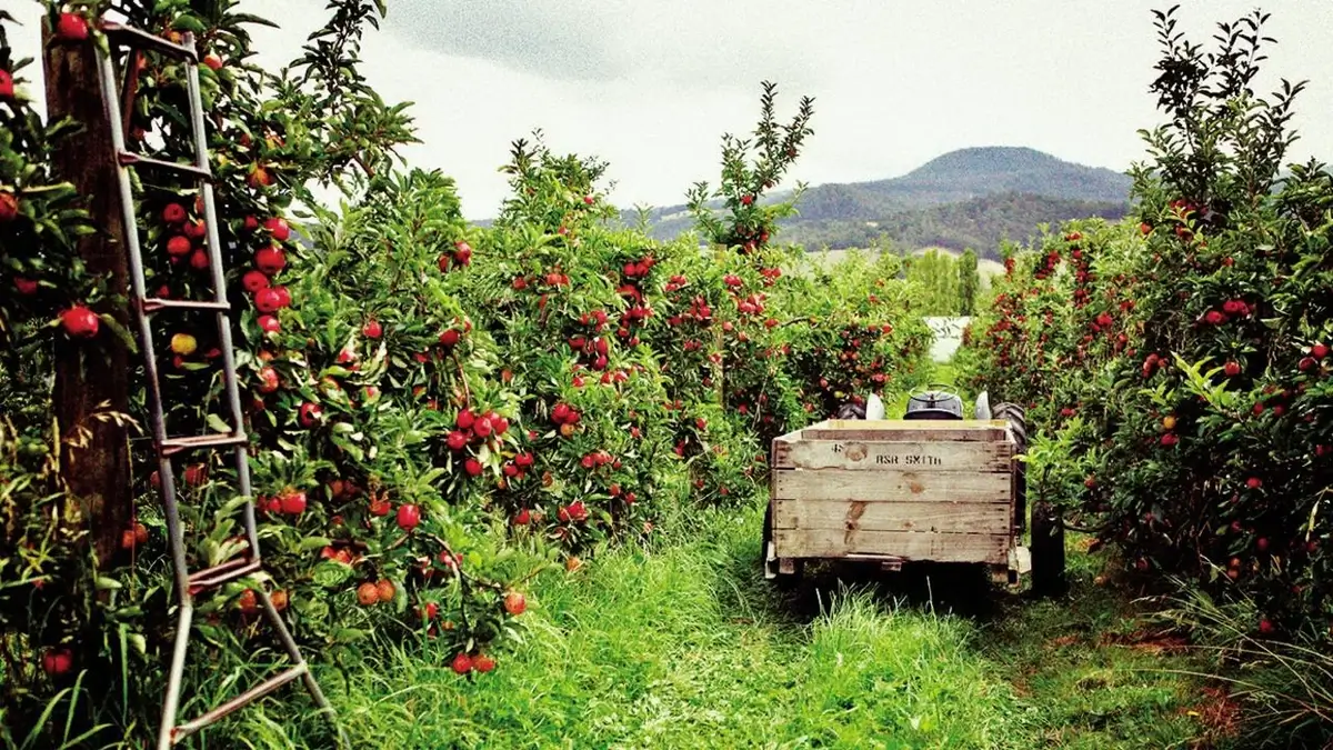 Tasmanian apple orchards