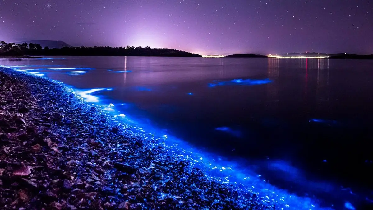 Tasmanian beach under bioluminescence
