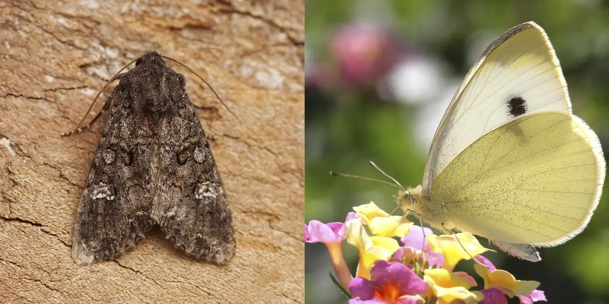 Cabbage moth and cabbage butterfly