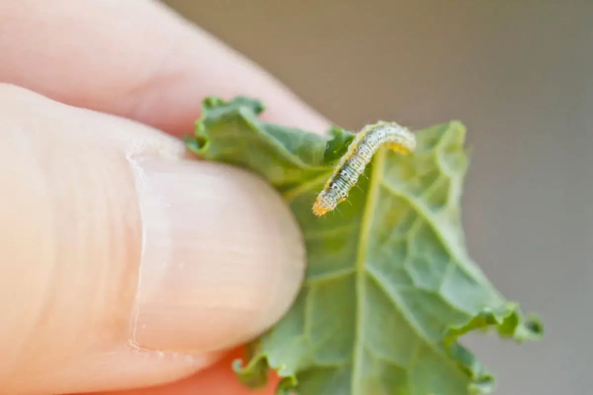 Cabbage moth caterpillar feed on