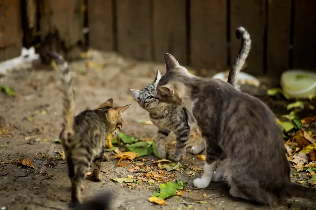 Communicative behavior of cats