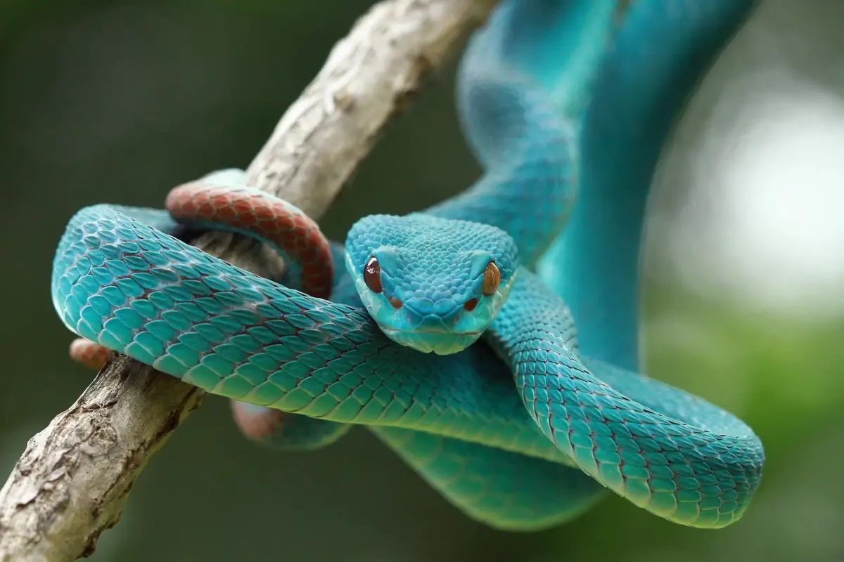 A brightly colored venomous snake