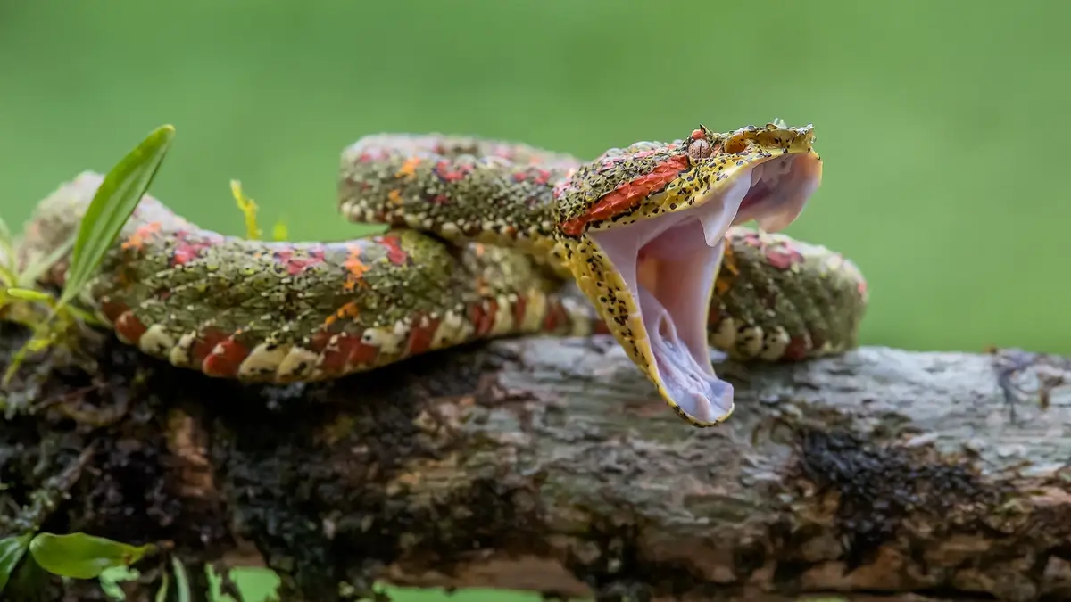 Pit viper attacks