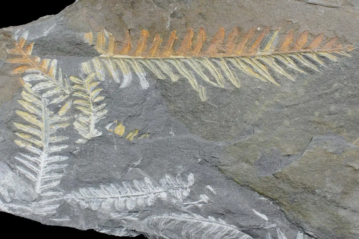 A well-preserved fern fossil, showcasing detailed frond patterns