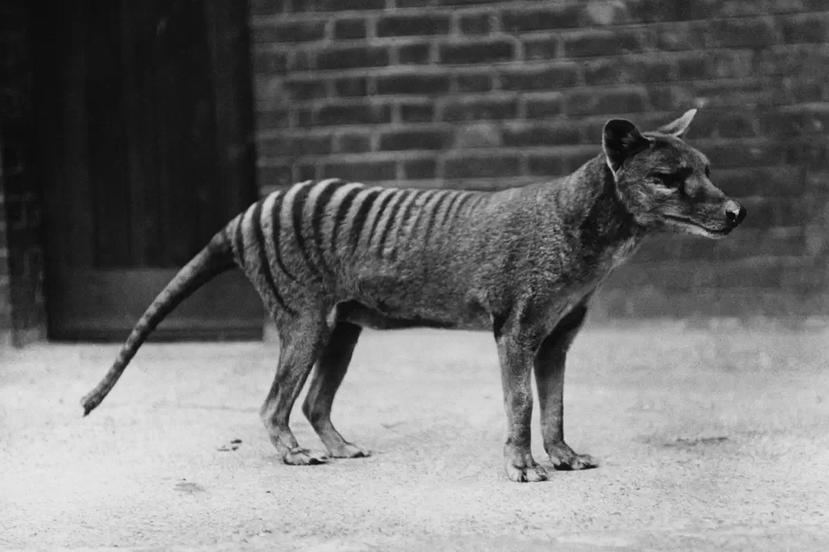 A historic photograph of the Thylacine