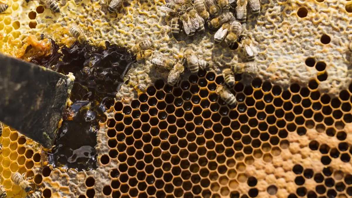 Macro shot of a honeycomb