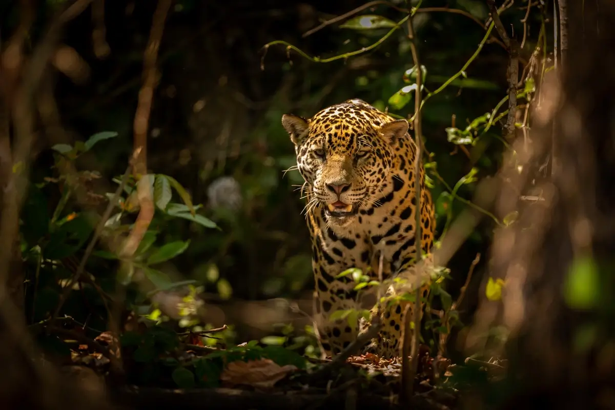 A magnificent jaguar stealthily moving through the dense forests of the preserve